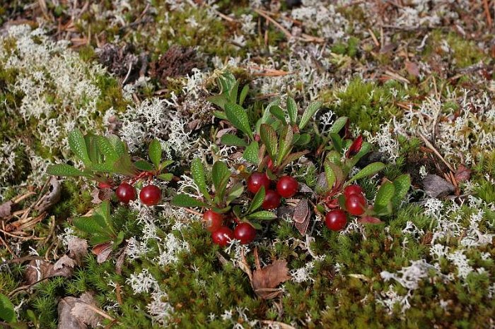 Arctostaphylos alpinus (6)